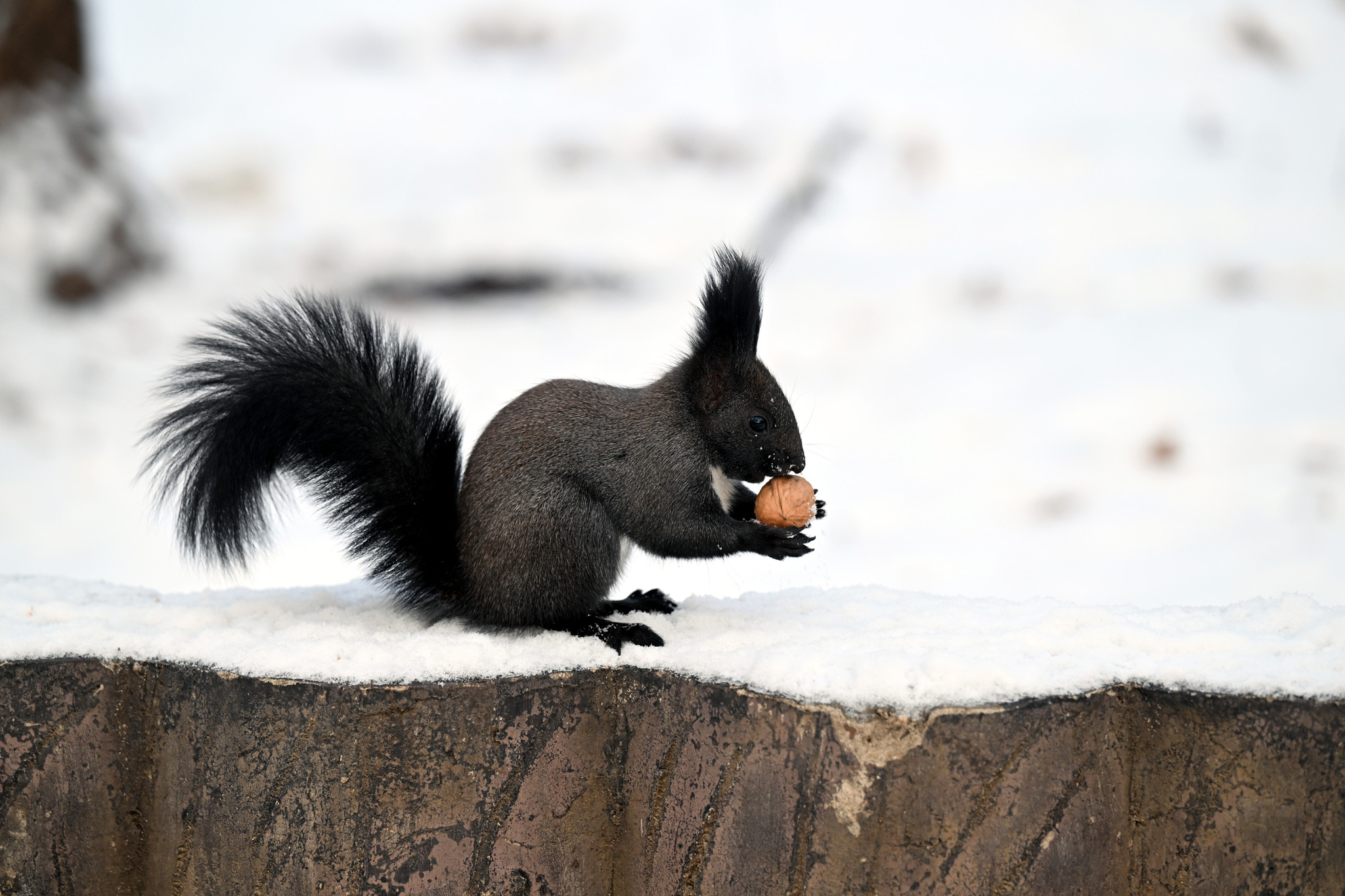 A squirrel is pictured holding a walnut at Beiling Park in Shenyang, Liaoning Province on November 27, 2024. /CFP