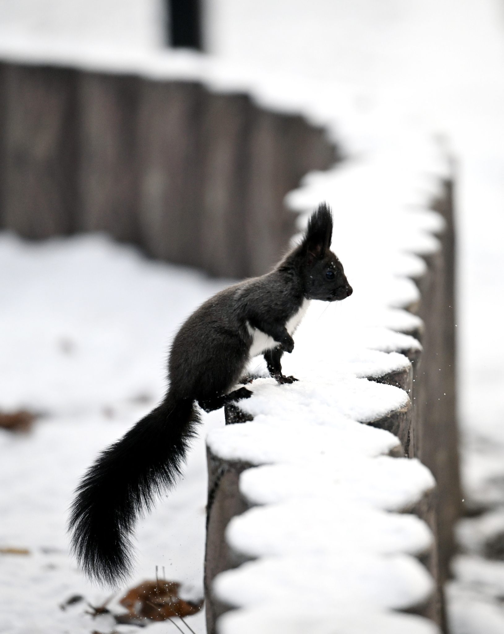 A squirrel is seen frolicking after the first snow at Beiling Park in Shenyang, Liaoning Province on November 27, 2024. /CFP