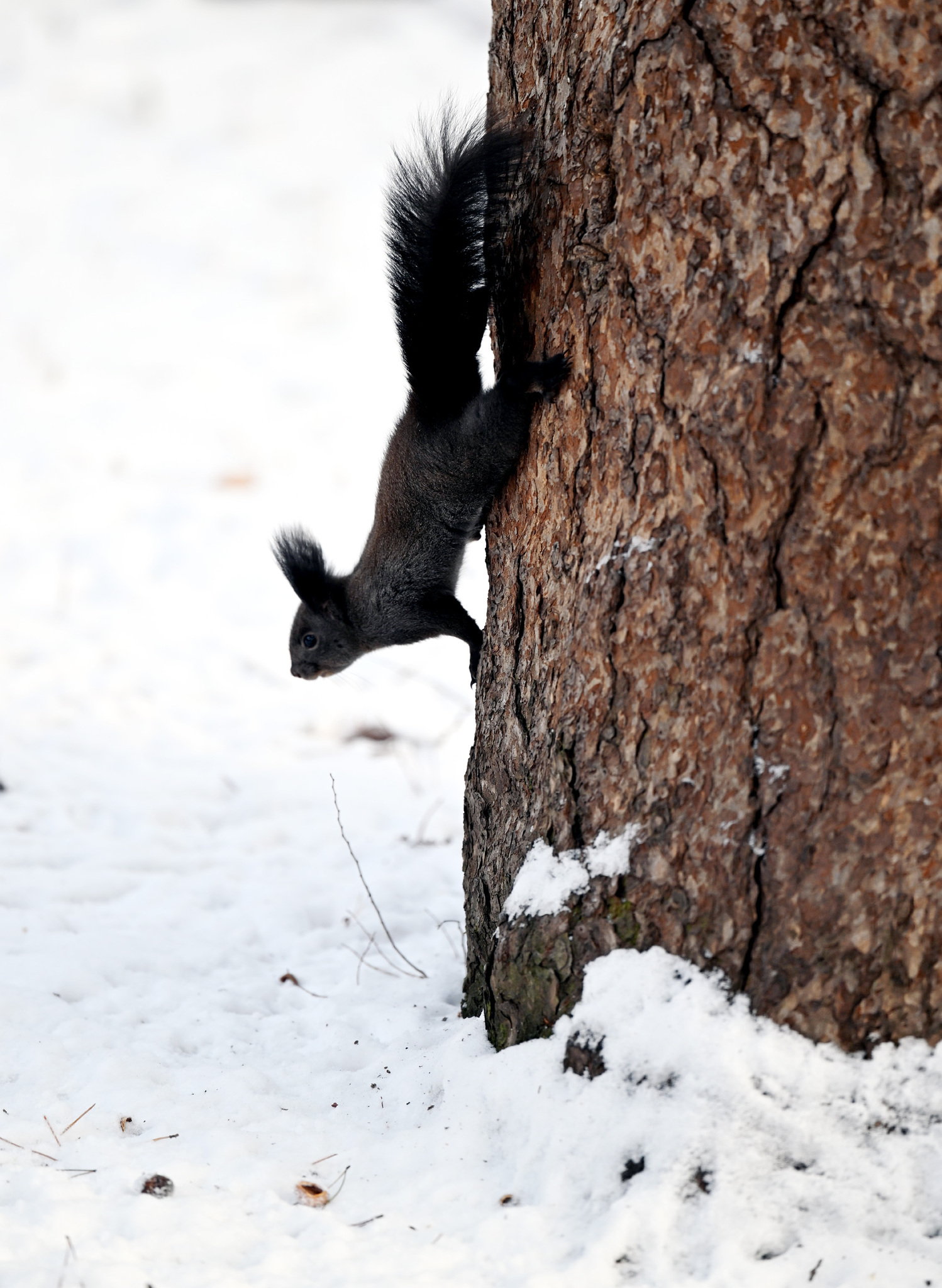 A squirrel is seen frolicking after the first snow at Beiling Park in Shenyang, Liaoning Province on November 27, 2024. /CFP