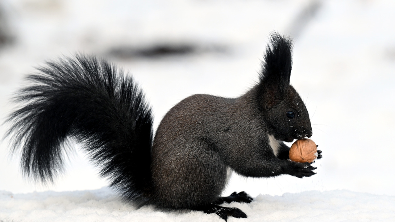 Squirrels' antics add cheer to Shenyang park