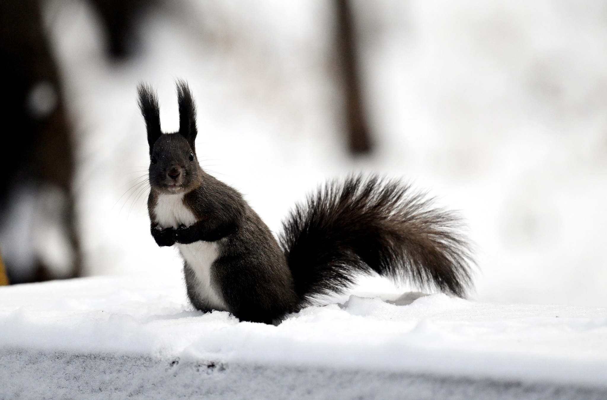 A squirrel is seen frolicking after the first snow at Beiling Park in Shenyang, Liaoning Province on November 27, 2024. /CFP