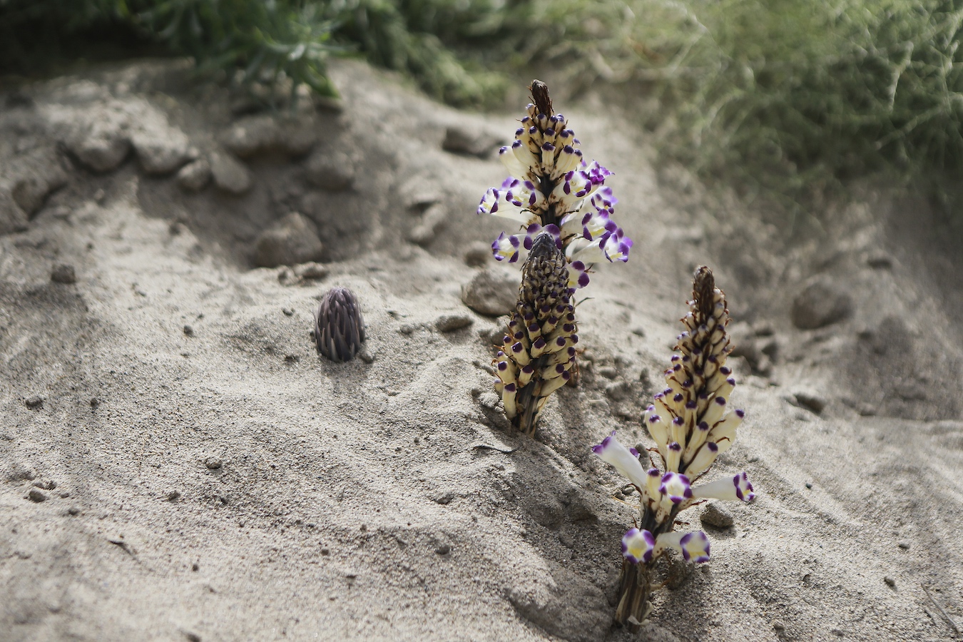 Cistanche in harvest in Kuqa City, Aksu Prefecture, northwest China's Xinjiang Uygur Autonomous Region, September 18, 2024. /CFP