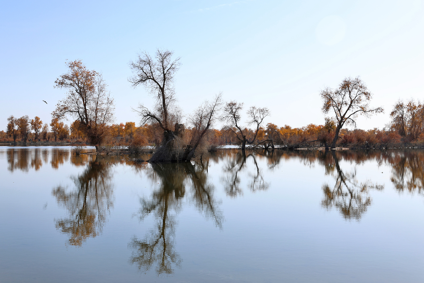 Desert poplars along the Tarim River on the northern rim of the Taklimakan Desert, northwest China's Xinjiang Uygur Autonomous Region, November 18, 2024. /CFP