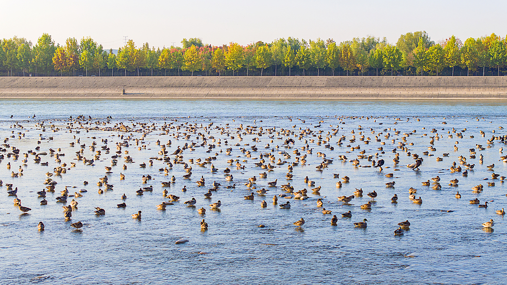 Live: Come to Yellow River Wetland to watch migratory birds wintering