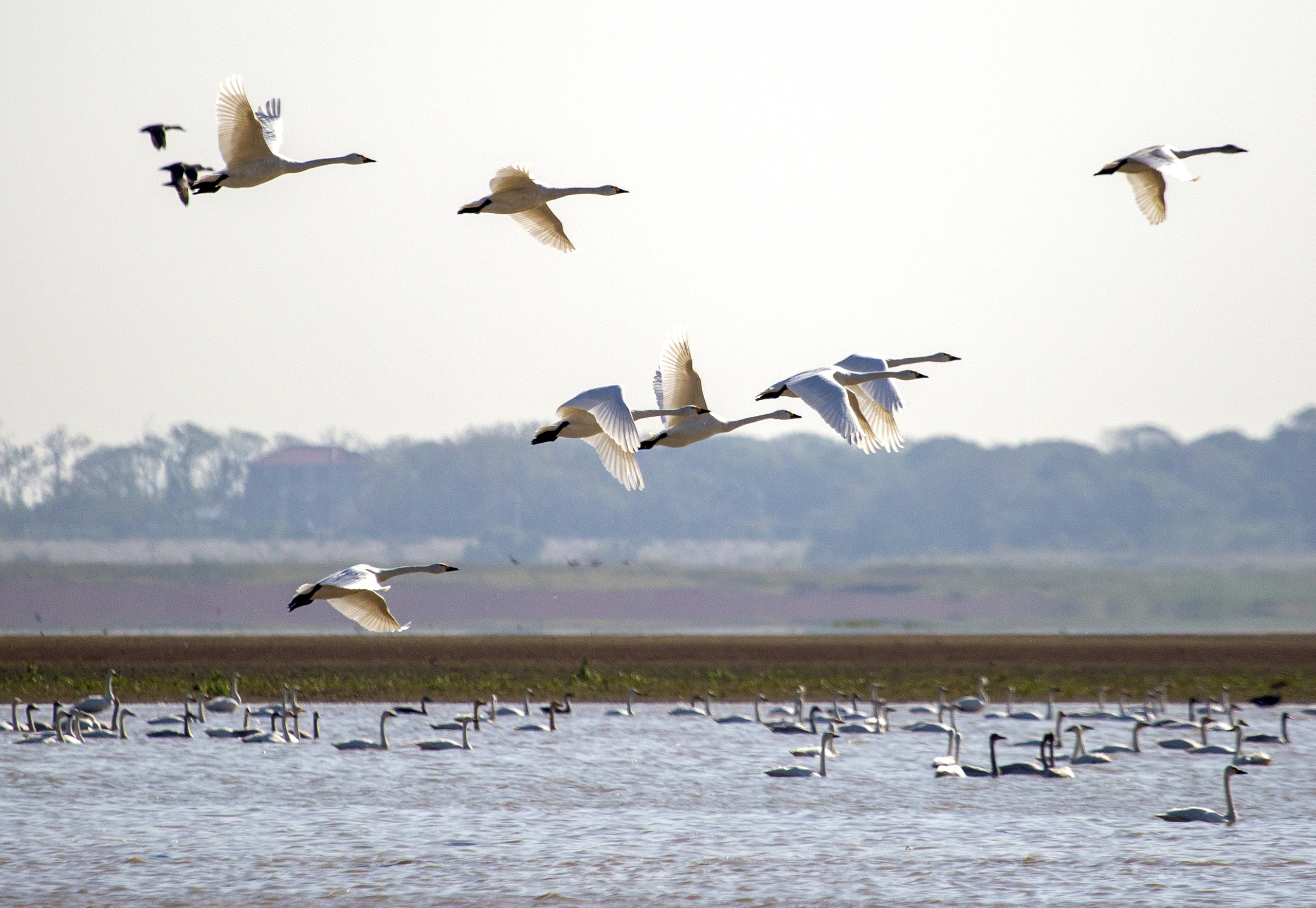 Swans are pictured at Poyang Lake in Duchang County, Jiangxi Province on November 28, 2024. /IC