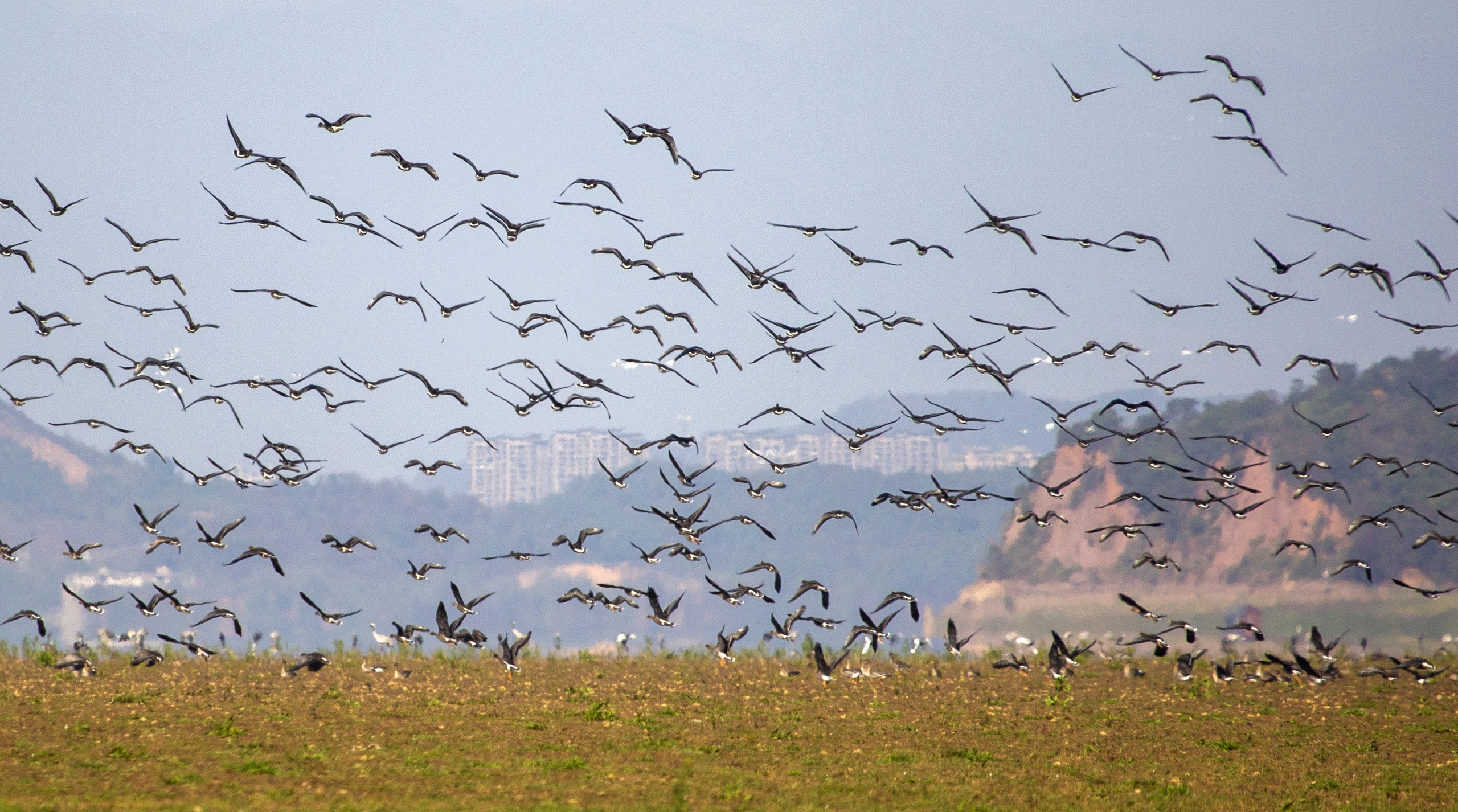 Flocks of wild geese soar over the wetlands of Poyang Lake in Duchang County, Jiangxi Province on November 28, 2024. /IC