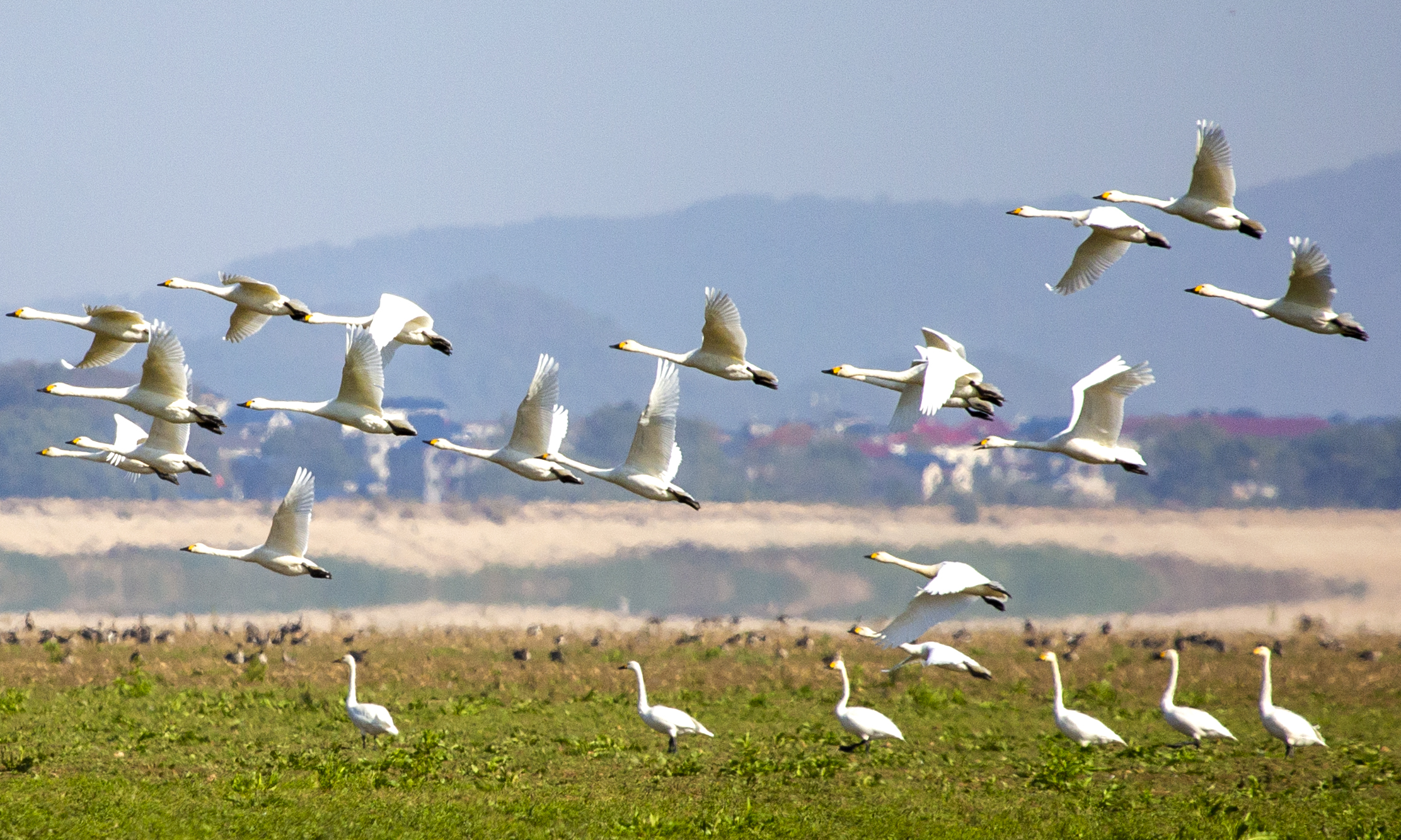 Swans are pictured at Poyang Lake in Duchang County, Jiangxi Province on November 28, 2024. /IC