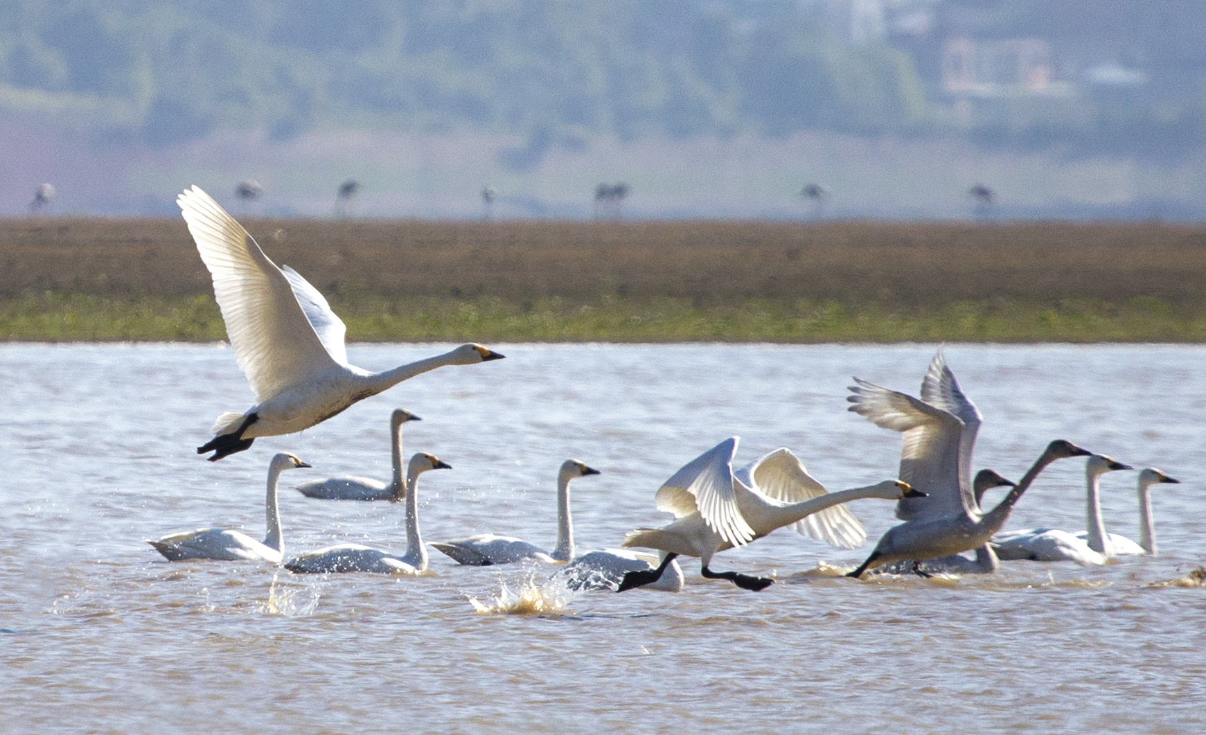 Swans are pictured at Poyang Lake in Duchang County, Jiangxi Province on November 28, 2024. /IC