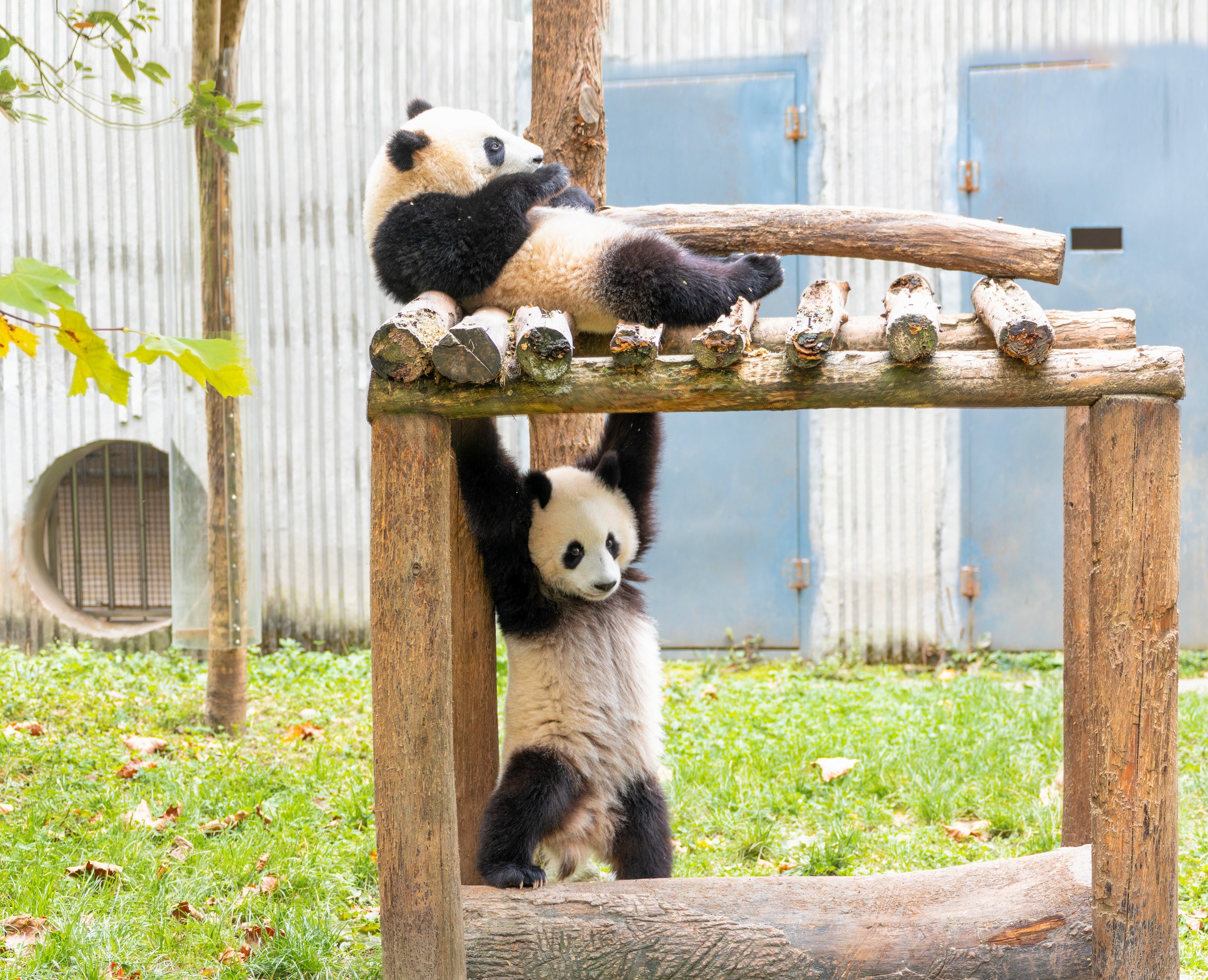 One giant panda cub stretches out, while another rests comfortably on top, enjoying a cozy moment at the panda base in Wenchuan, Sichuan Province on November 25, 2024. /CFP