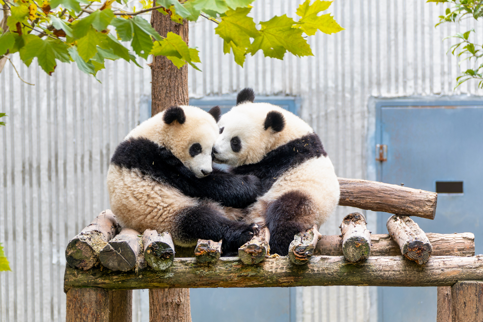 Two giant panda cubs snuggle together, sharing a cozy moment at the panda base in Wenchuan, Sichuan Province on November 25, 2024. /CFP