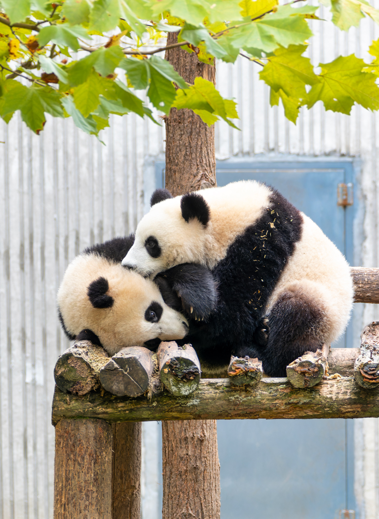 Two giant panda cubs snuggle together, sharing a cozy moment at the panda base in Wenchuan, Sichuan Province on November 25, 2024. /CFP