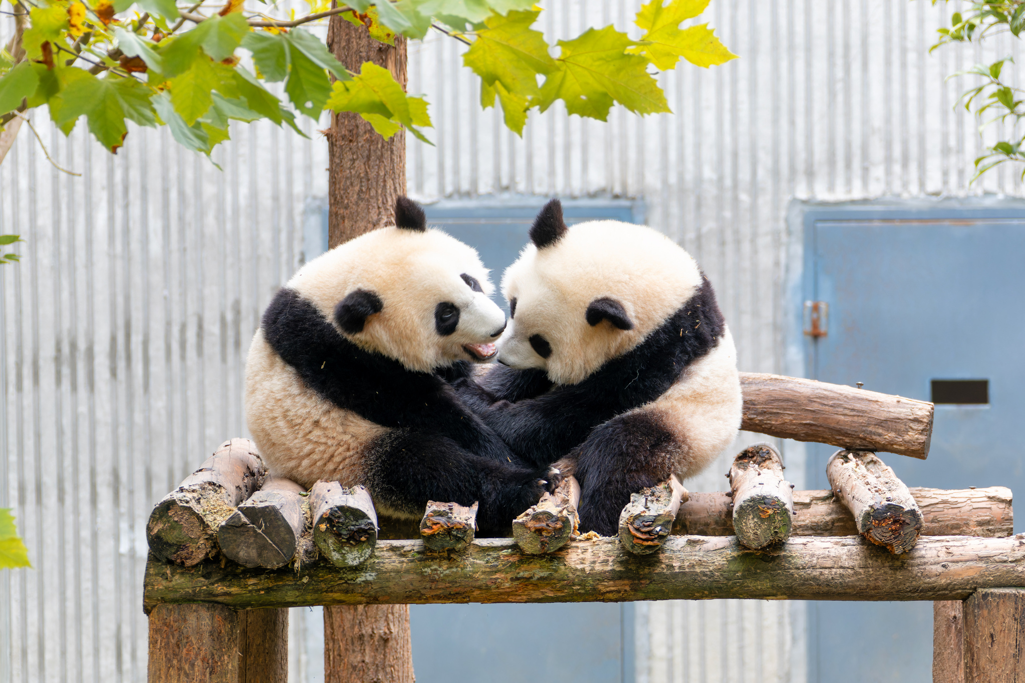 Two giant panda cubs snuggle together, sharing a cozy moment at the panda base in Wenchuan, Sichuan Province on November 25, 2024. /CFP