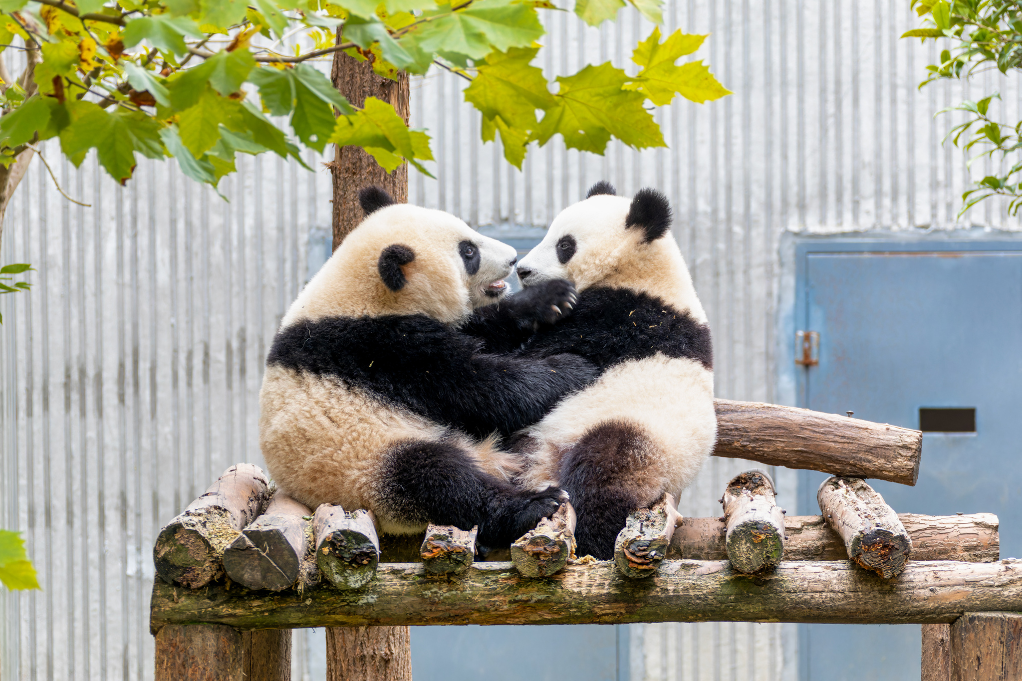 Two giant panda cubs snuggle together, sharing a cozy moment at the panda base in Wenchuan, Sichuan Province on November 25, 2024. /CFP