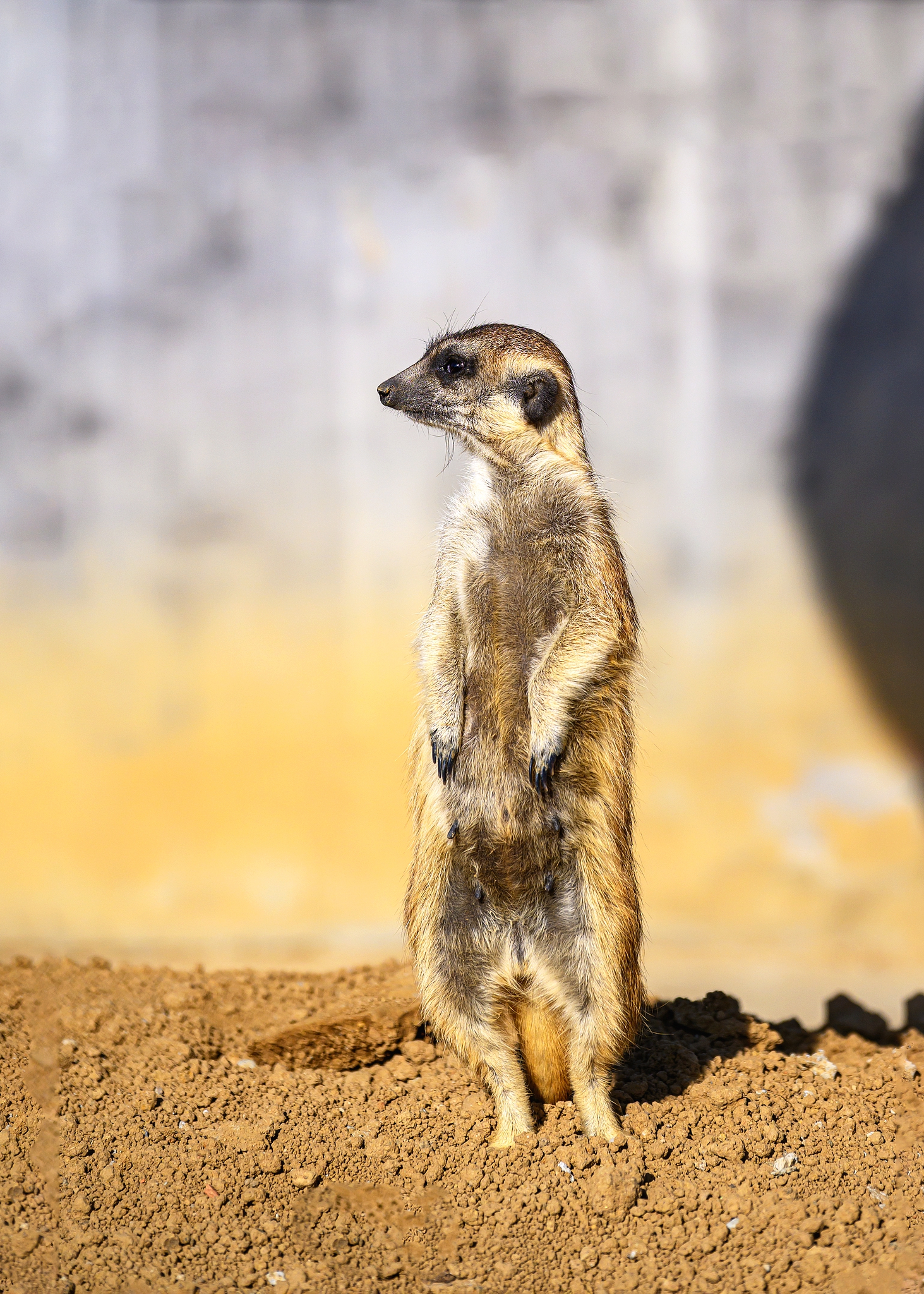 A meerkat enjoys the warm sunshine at the Chishan Lake National Wetland Park located at the border of Jiangsu and Anhui provinces, on November 28, 2024. /CFP