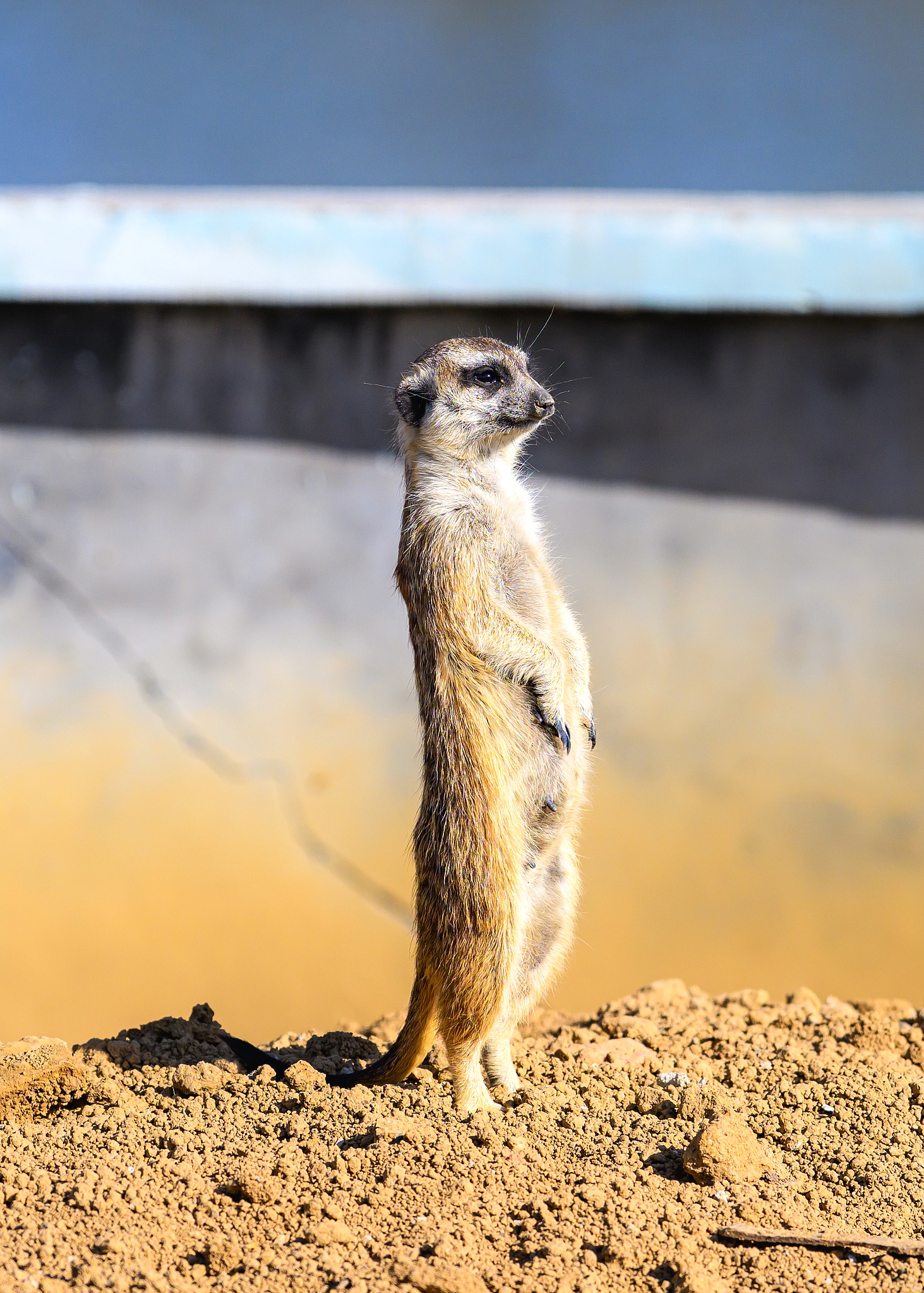 A meerkat enjoys the warm sunshine at the Chishan Lake National Wetland Park located at the border of Jiangsu and Anhui provinces, on November 28, 2024. /CFP