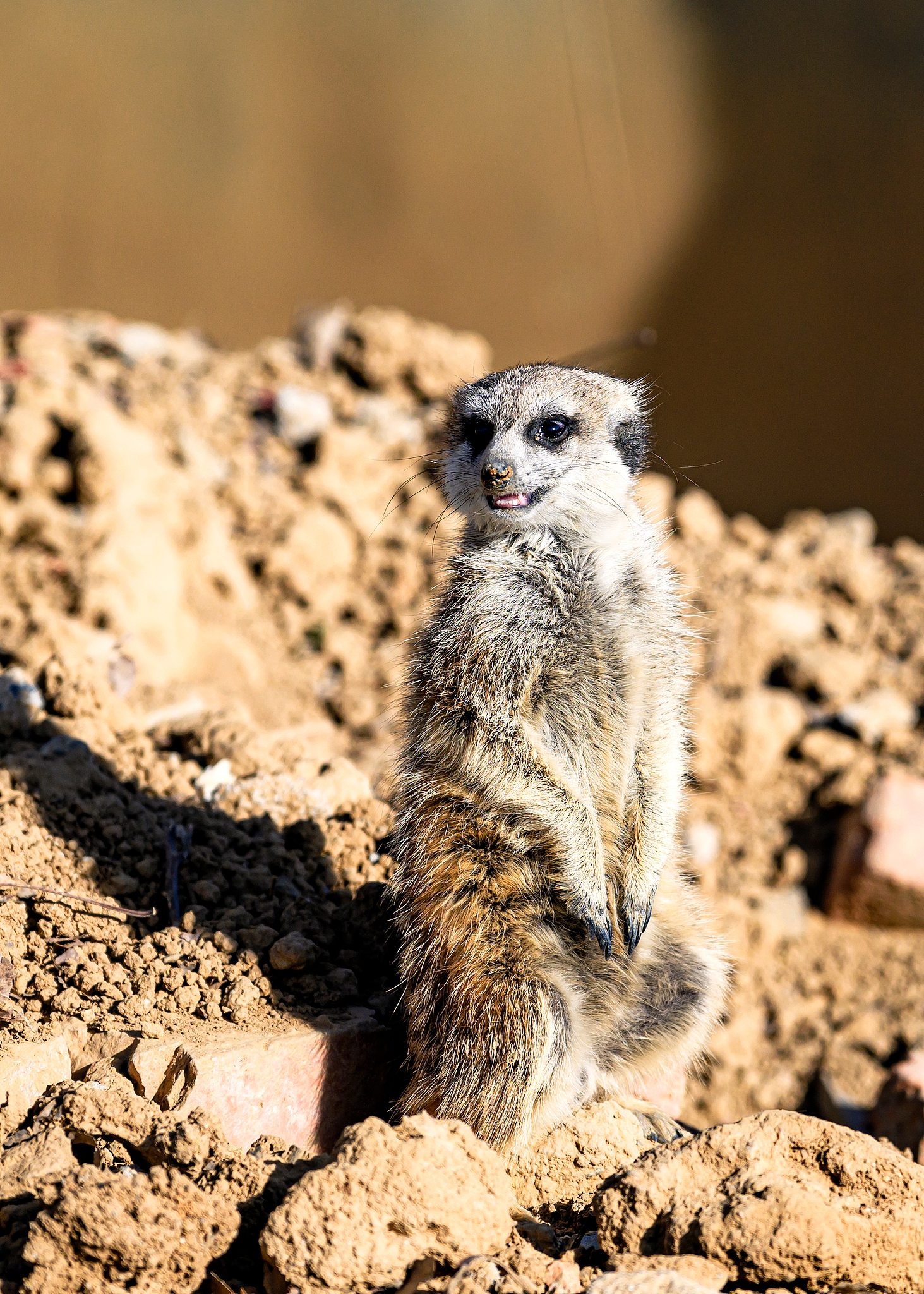 A meerkat enjoys the warm sunshine at the Chishan Lake National Wetland Park located at the border of Jiangsu and Anhui provinces, on November 28, 2024. /CFP