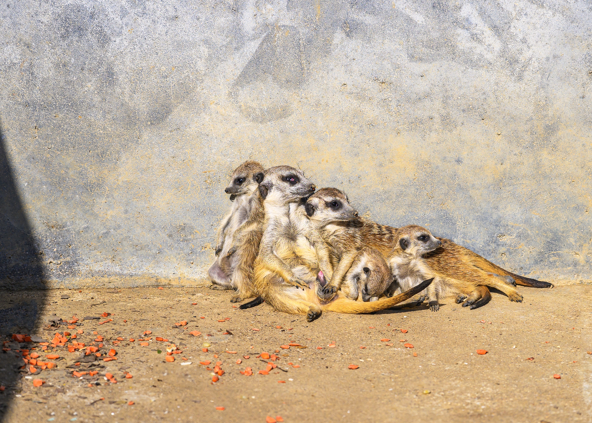 Some meerkats enjoy the warm sunshine at the Chishan Lake National Wetland Park located at the border of Jiangsu and Anhui provinces, on November 28, 2024. /CFP