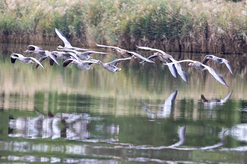 Greylag geese flying above the water at Nandagang Wetland in Cangzhou City, north China's Hebei Province, October 7, 2023. /CFP