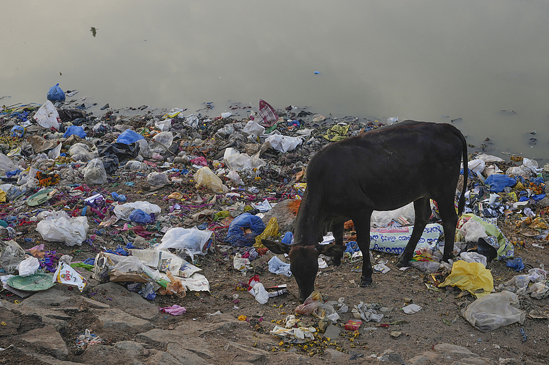 A cow looks for food by a pond surrounded with plastic waste in India, November 26, 2024. /CFP