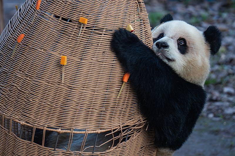 Giant panda Yu Ai enjoys leisurely time at the Chongqing Zoo, November 30, 2024. /CFP