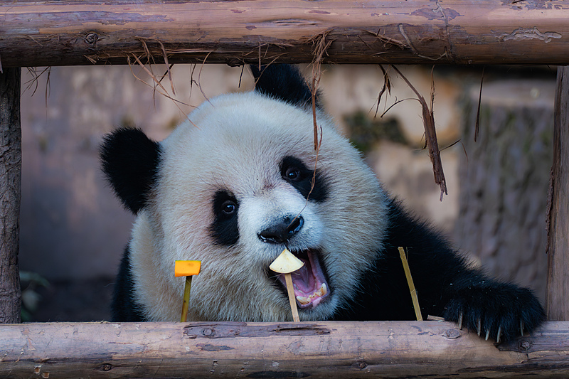 Giant panda Yu Ai enjoys leisurely time at the Chongqing Zoo, November 30, 2024. /CFP