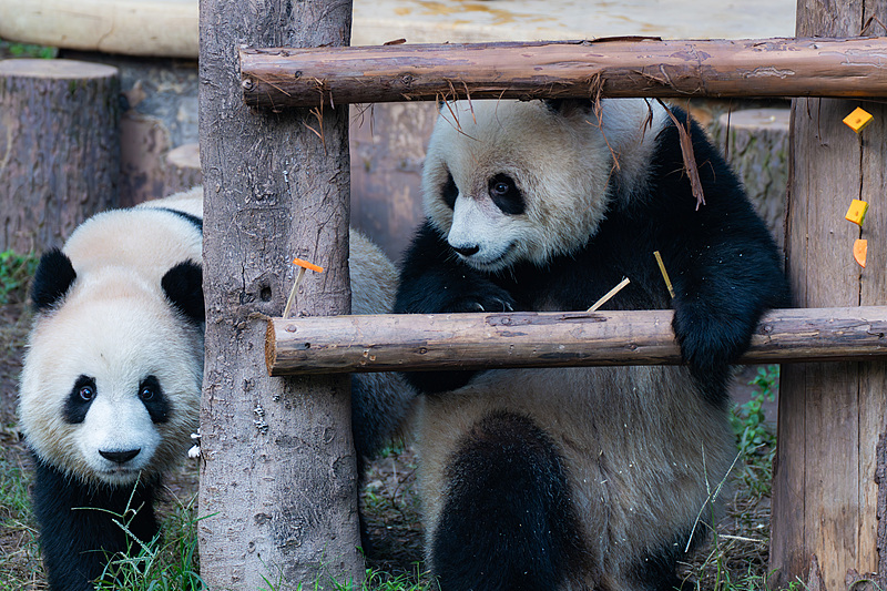 Giant pandas Yu Ke and Yu Ai enjoy leisurely time at the Chongqing Zoo, November 30, 2024. /CFP