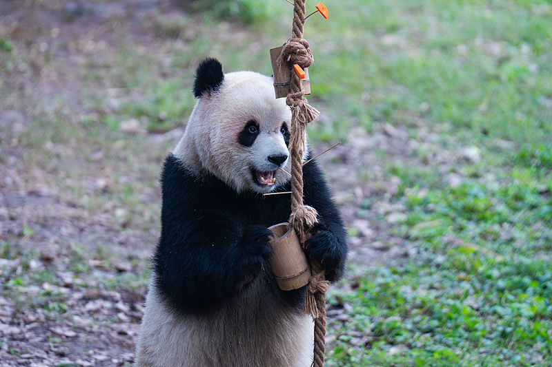 Giant panda Yu Ai enjoys leisurely time at the Chongqing Zoo, November 30, 2024. /CFP