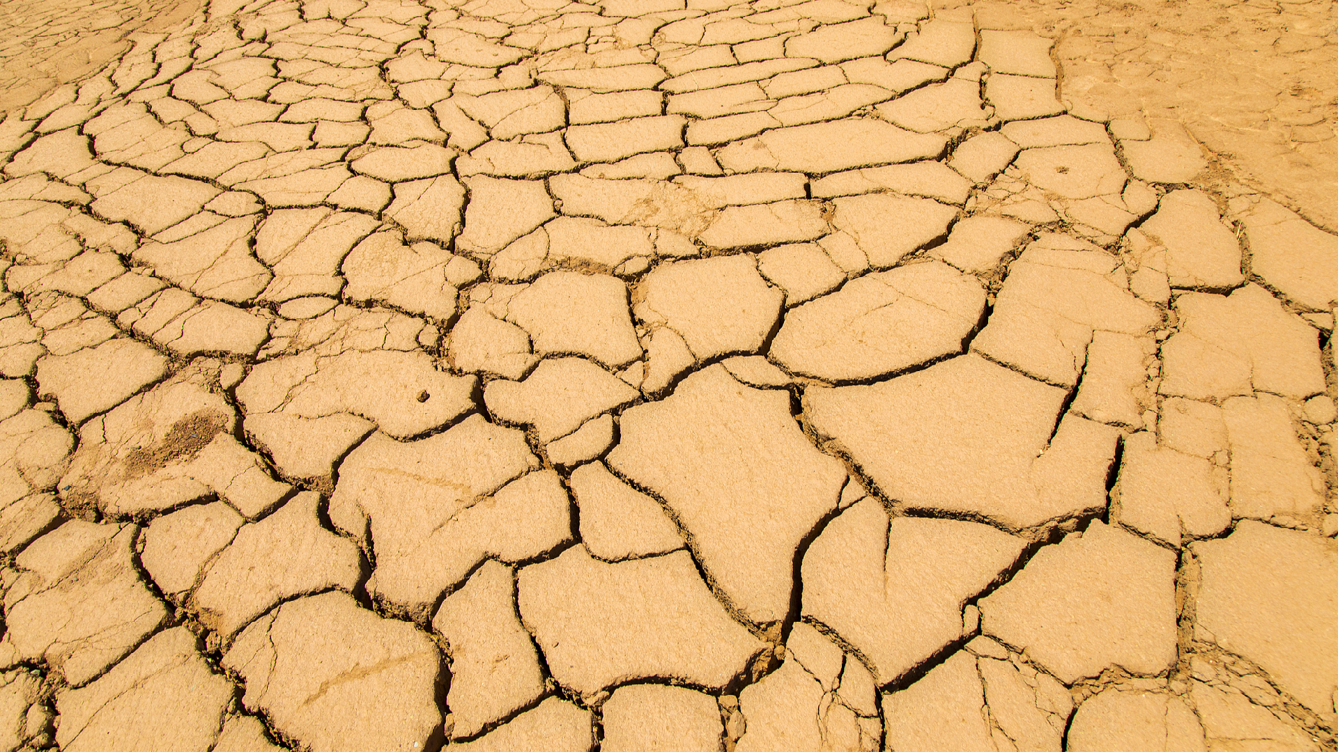 Explainer: What Are the Impacts of Desertification on Society?