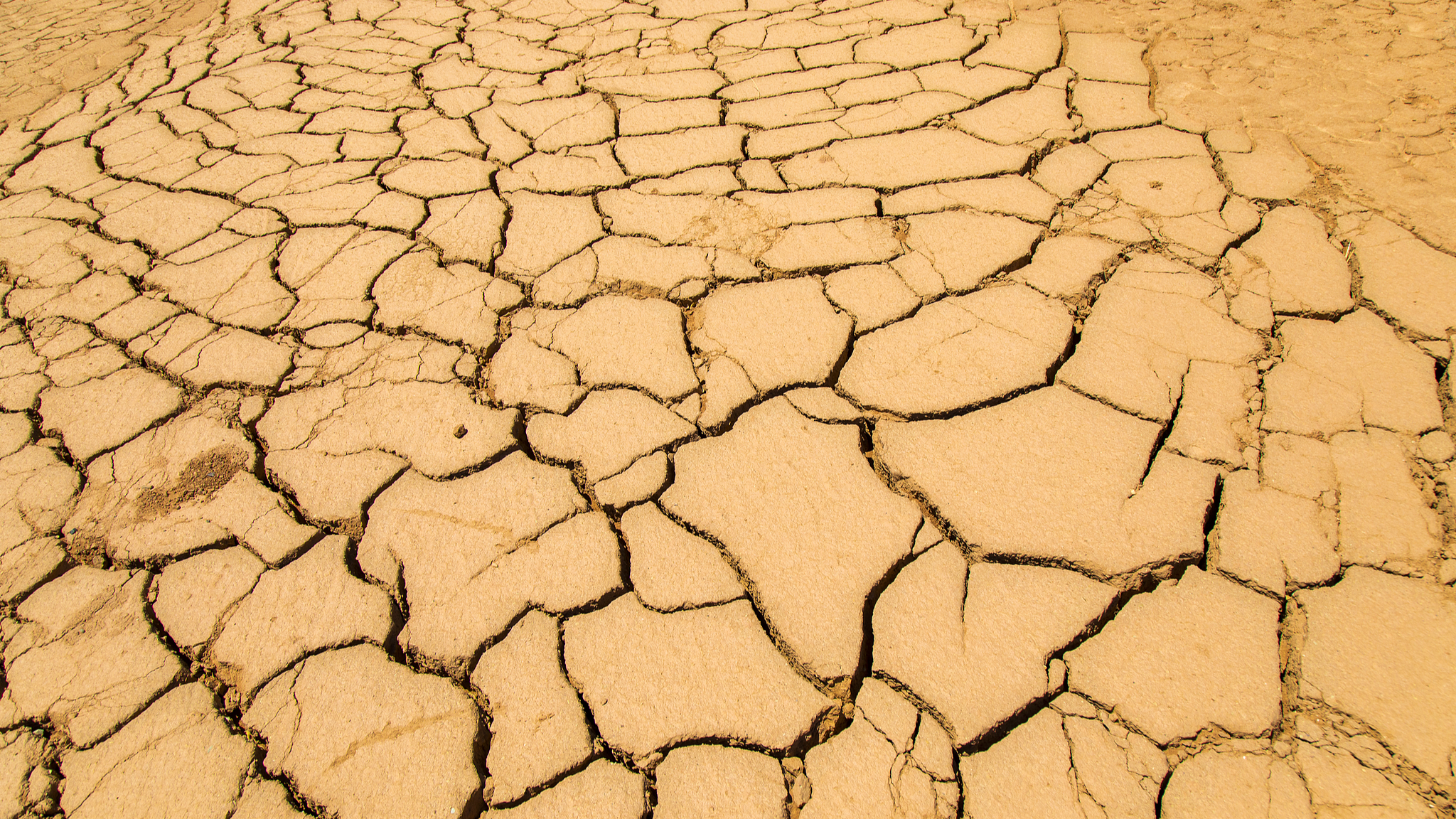 Desertification is defined by the UNCCD as 