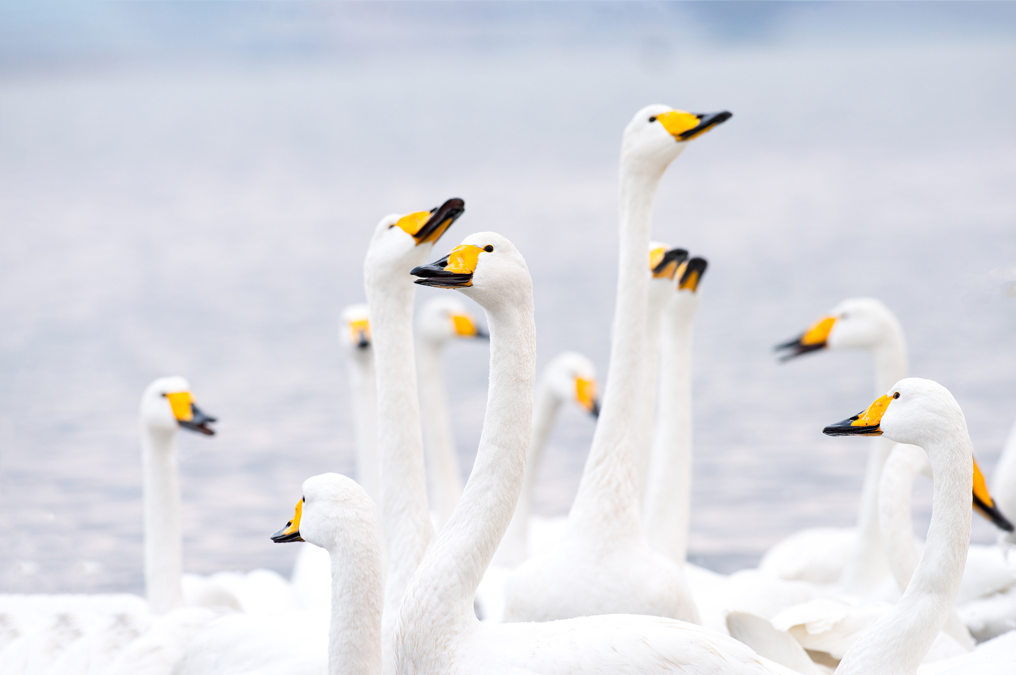 Whooper swans in Yandunjiao Village. /CFP