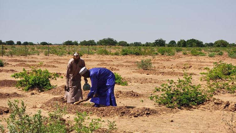 Two maintenance workers plant a sapling at the site of a desertification control project in the Kunchi local government area in Kano state, Nigeria, June 5, 2023. /Xinhua