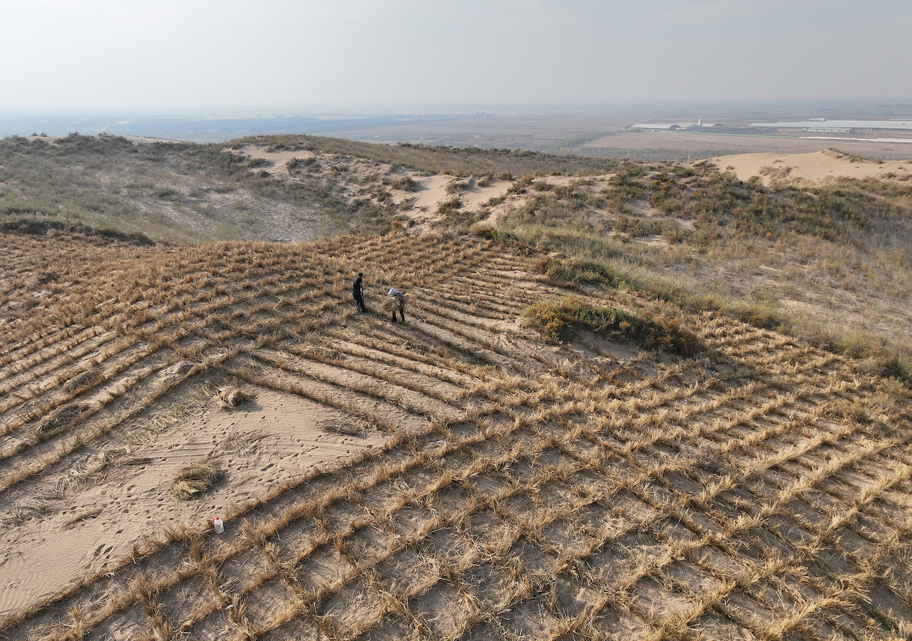 Grass grids in the Maowusu Desert to combat desertification, northwest China, November 23, 2024. /CFP