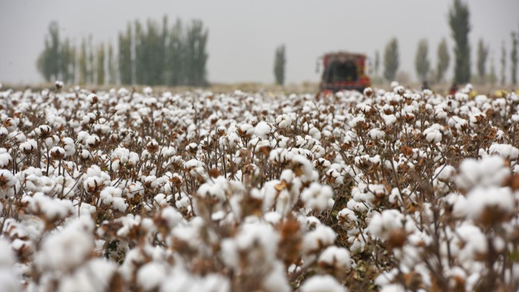 A cotton field in Awat County of Aksu, northwest China's Xinjiang Uygur Autonomous Region, October 24, 2024. /Xinhua