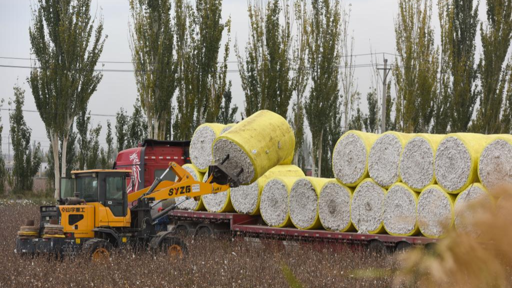 A loader lifts a bundle of newly harvested cotton in a field in Awat County of Aksu, northwest China's Xinjiang Uygur Autonomous Region, October 24, 2024. /Xinhua