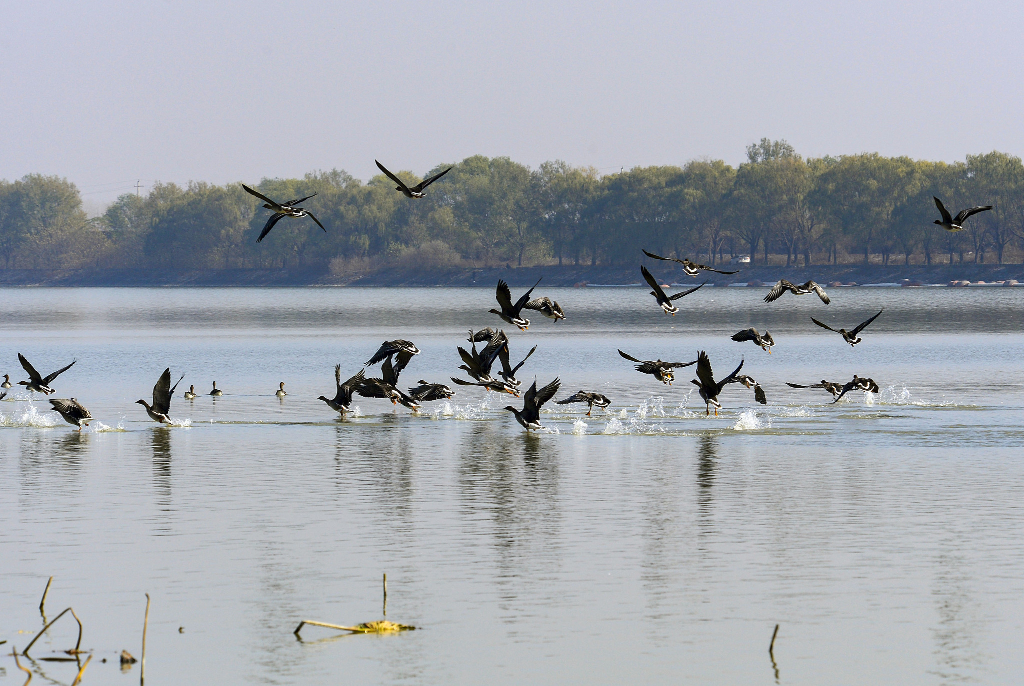 A flock of wild geese forage at Suya Lake in Runan County, Henan Province, December 1, 2024. /CFP