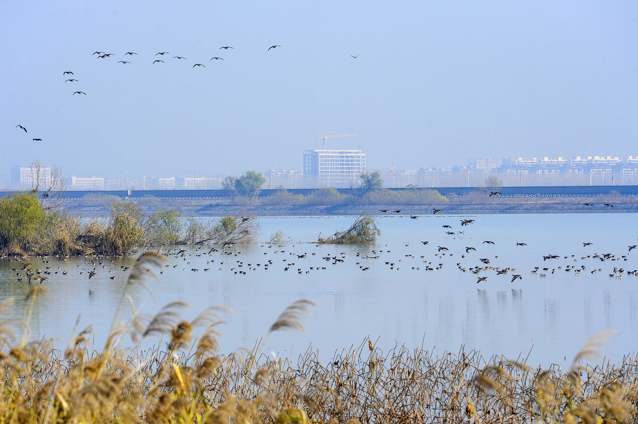 A flock of wild geese forage at Suya Lake in Runan County, Henan Province, December 1, 2024. /CFP