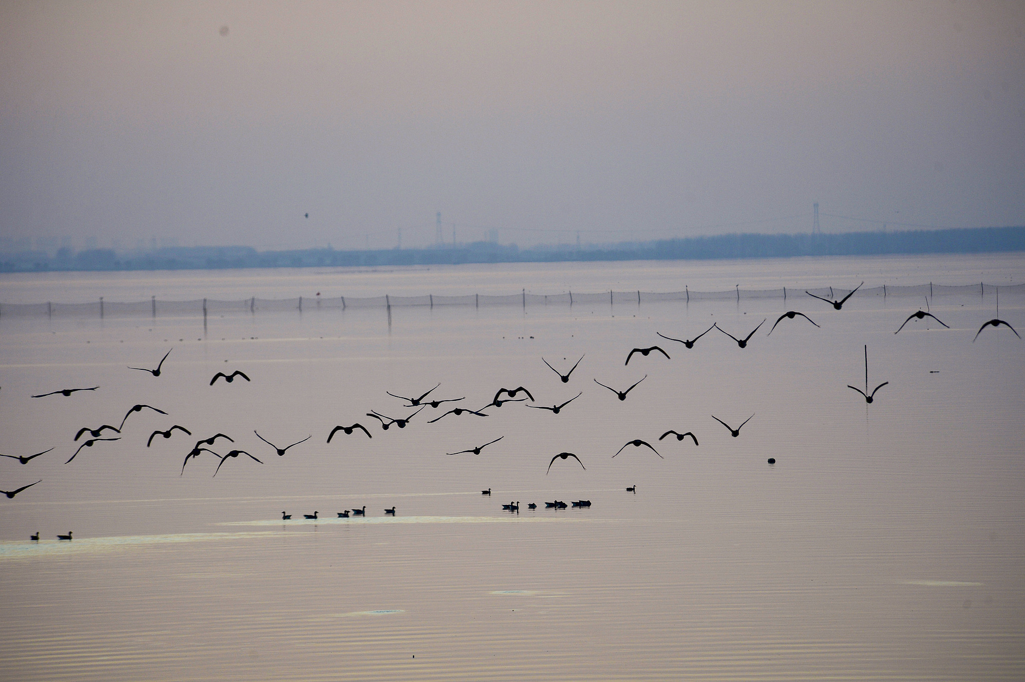 Flocks of wild geese fly over Suya Lake in Runan County, Henan Province, December 1, 2024. /CFP