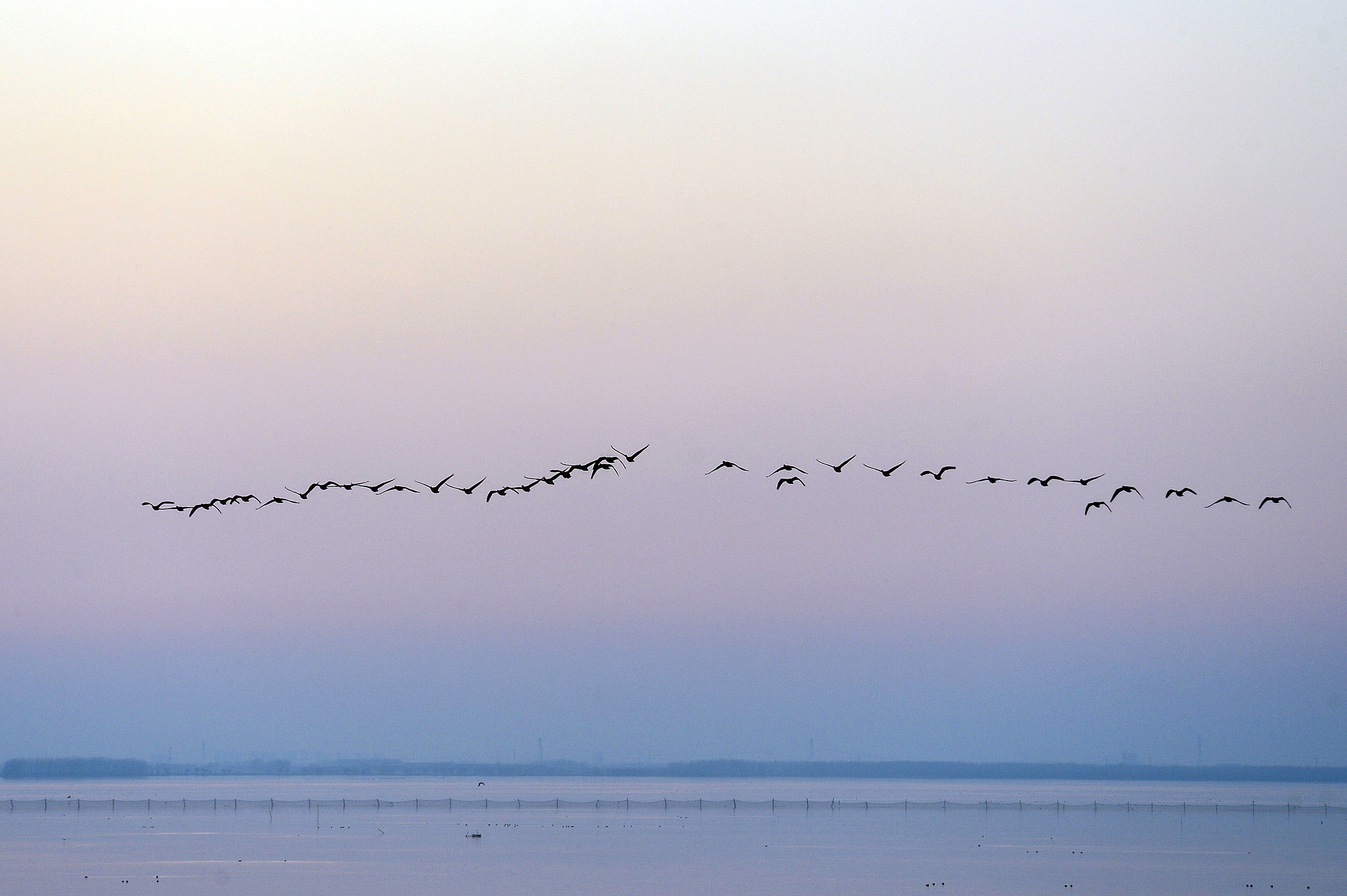 Flocks of wild geese fly over Suya Lake in Runan County, Henan Province, December 1, 2024. /CFP