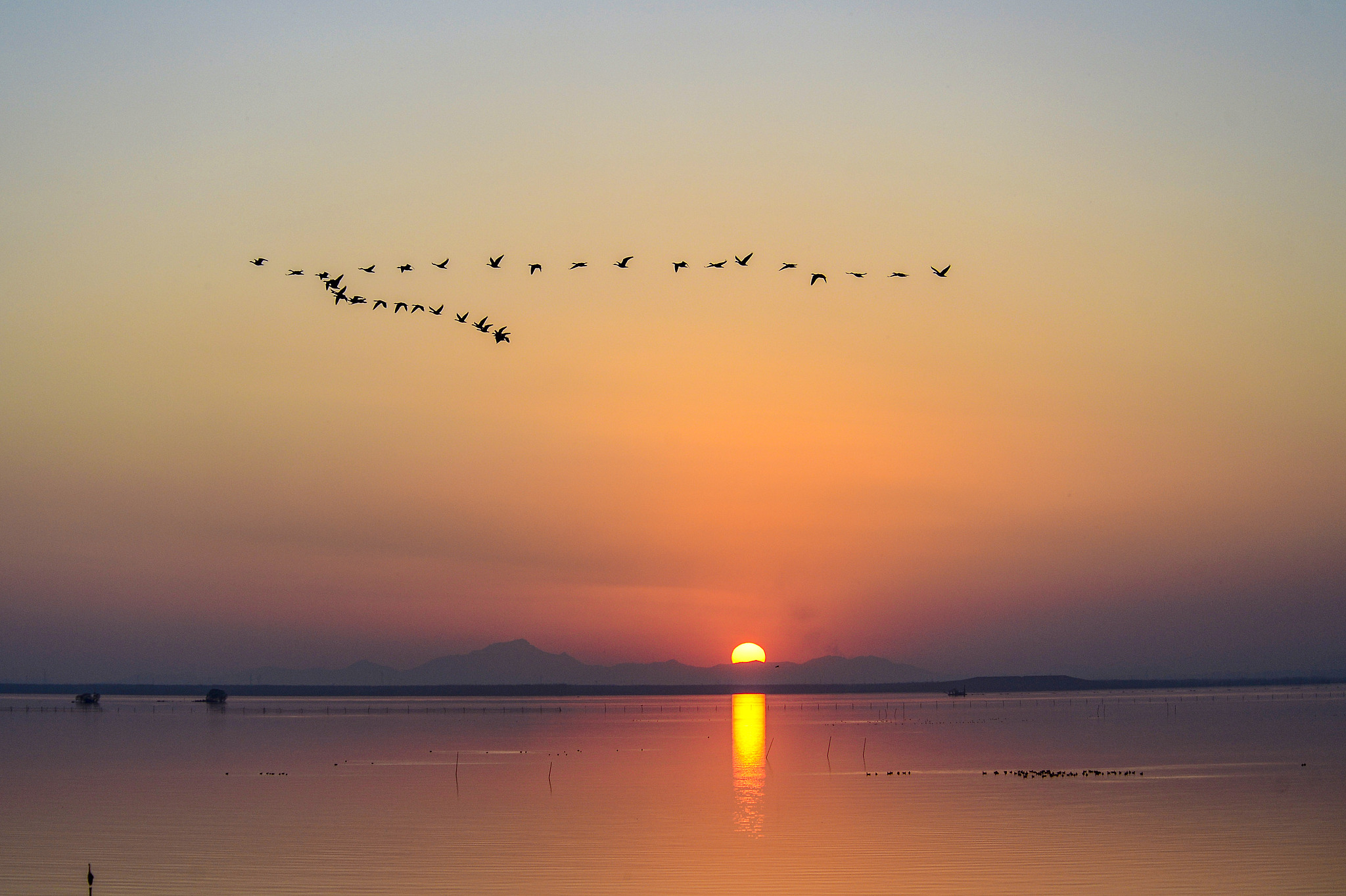 Flocks of wild geese fly over Suya Lake in Runan County, Henan Province, December 1, 2024. /CFP