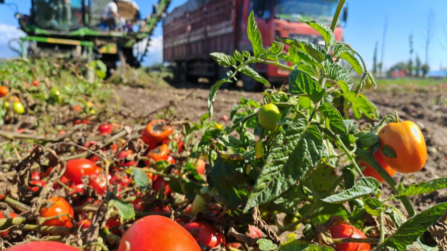 A picker is harvesting tomatoes in Bole, northwest China's Xinjiang Uygur Autonomous Region, September 12, 2024. /Xinhua