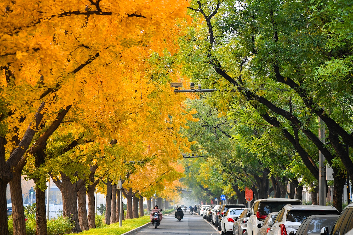 A street view of Beijing, China, November 8, 2024. /CFP