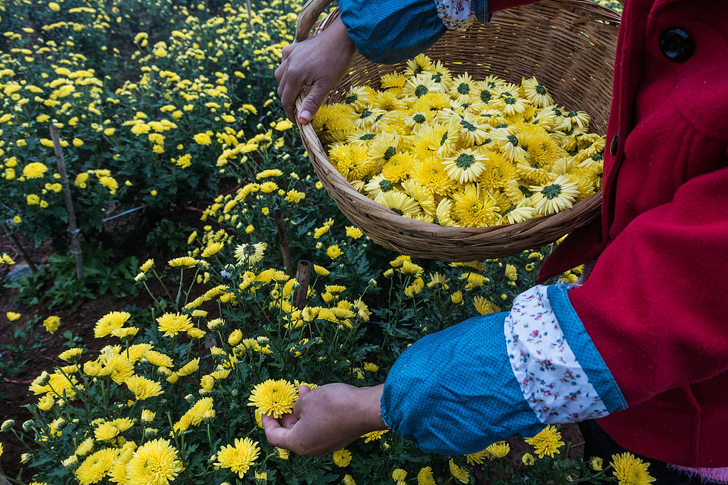 A file photo shows chrysanthemum blooms being picked in a field. /CFP