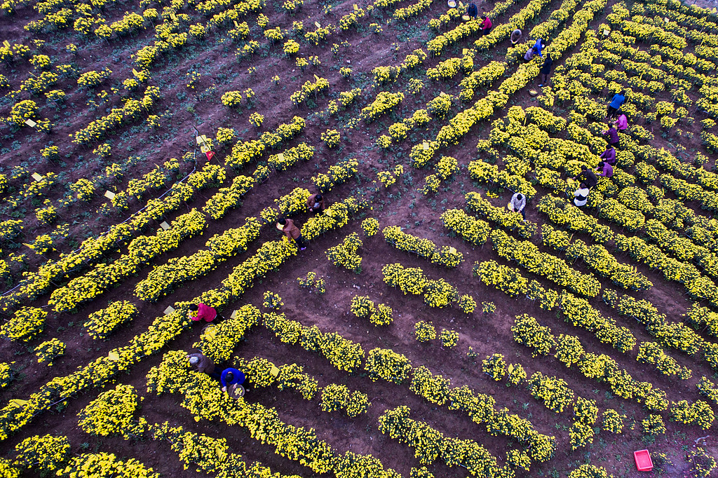 A file photo of a chrysanthemum field /CFP