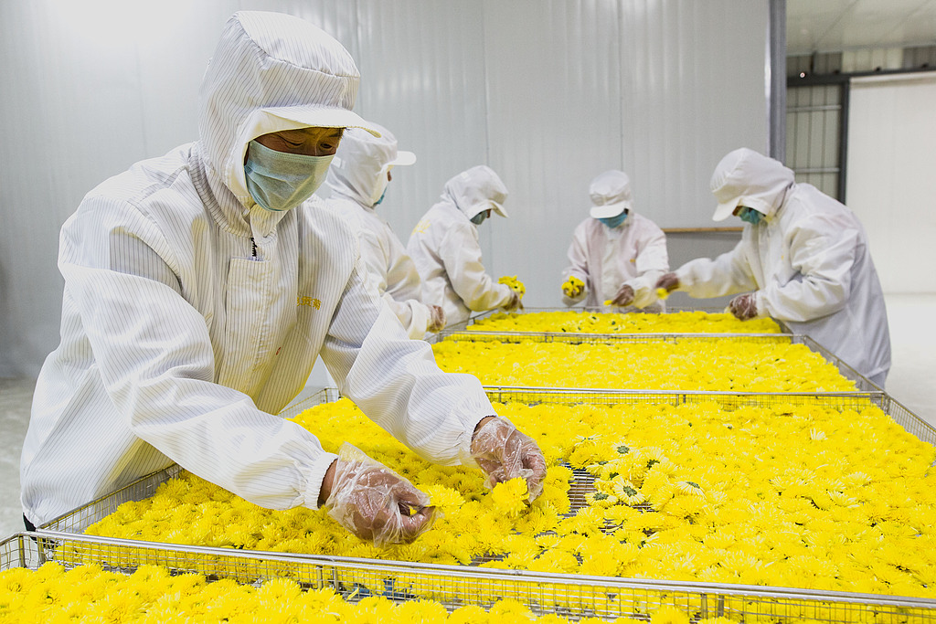 A file photo shows workers arranging chrysanthemum blooms neatly before putting them into a dryer for processing. /CFP