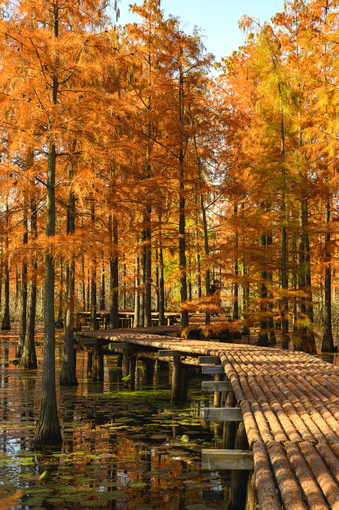 Pond cypress trees are pictured at Chishan Lake National Wetland Park in Nanjing, Jiangsu Province on November 28, 2024. /CFP