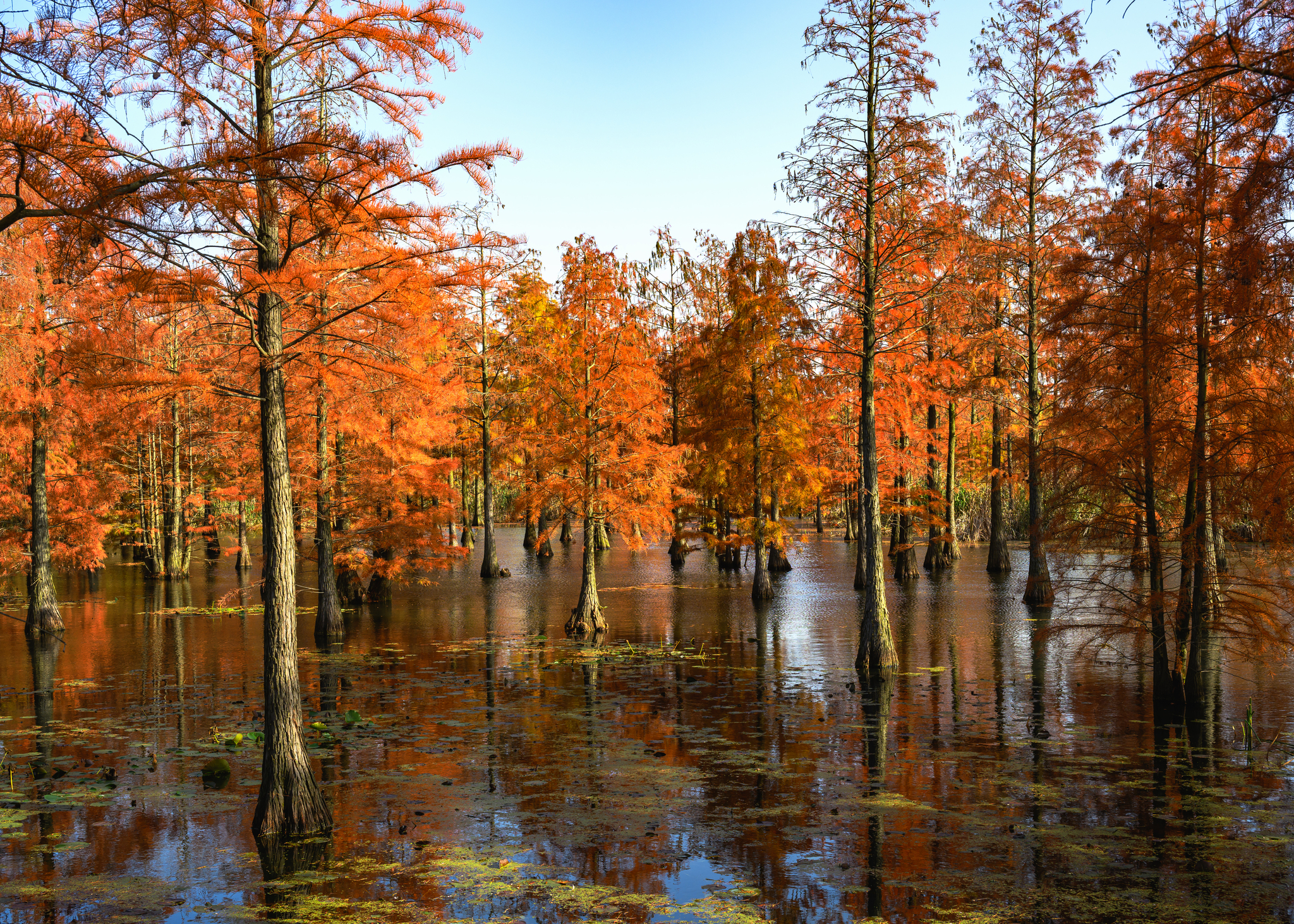 Pond cypress trees are pictured at Chishan Lake National Wetland Park in Nanjing, Jiangsu Province on November 28, 2024. /CFP