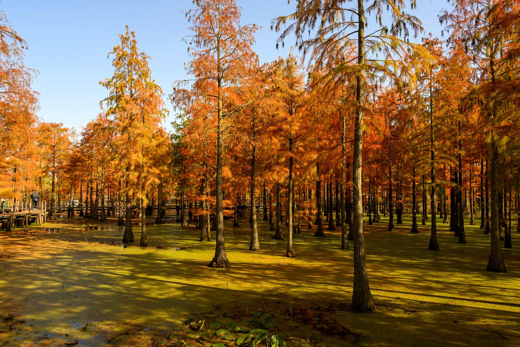 Pond cypress trees are pictured at Chishan Lake National Wetland Park in Nanjing, Jiangsu Province on November 28, 2024. /CFP