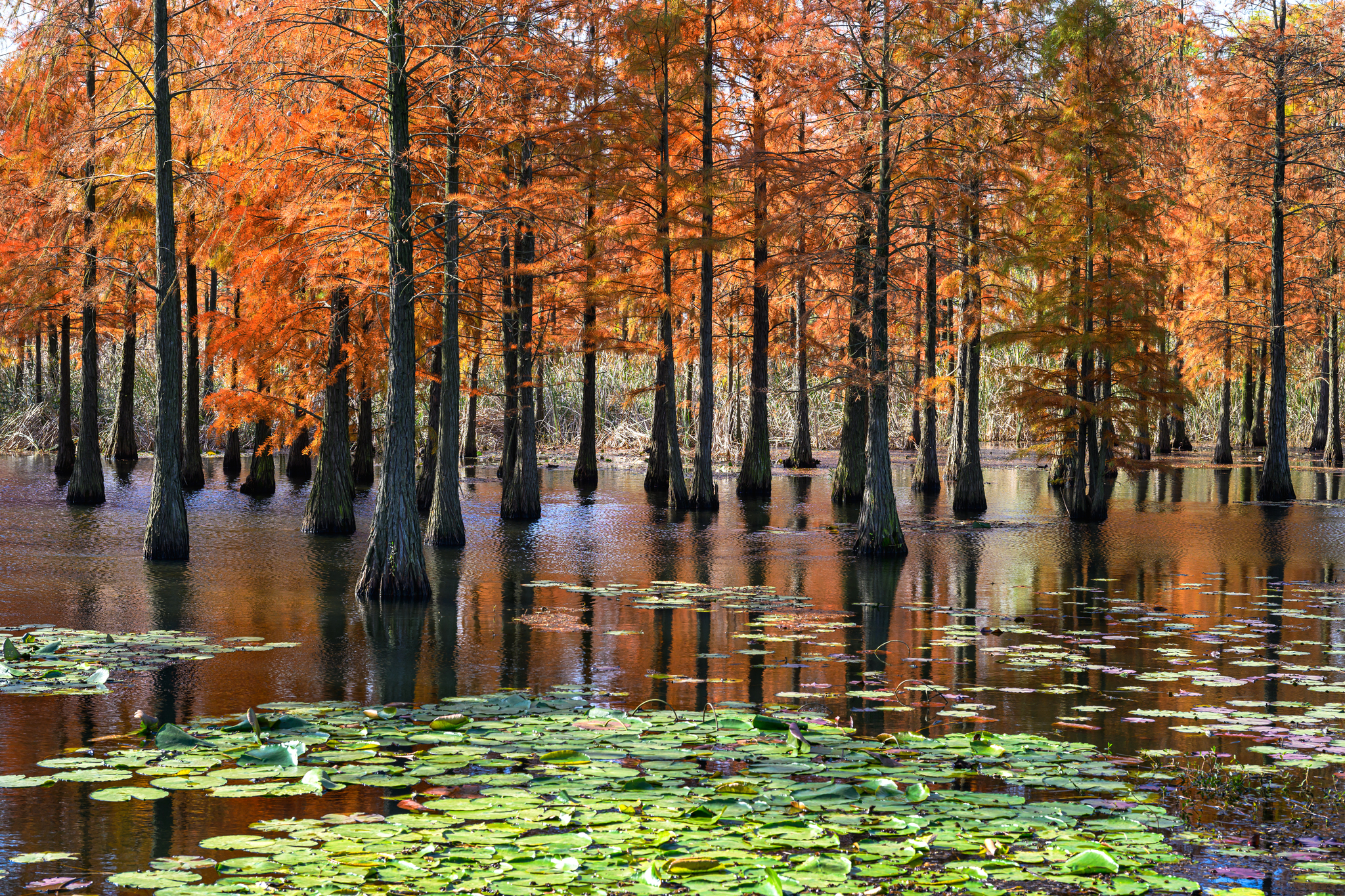 Pond cypress trees are pictured at Chishan Lake National Wetland Park in Nanjing, Jiangsu Province on November 28, 2024. /CFP