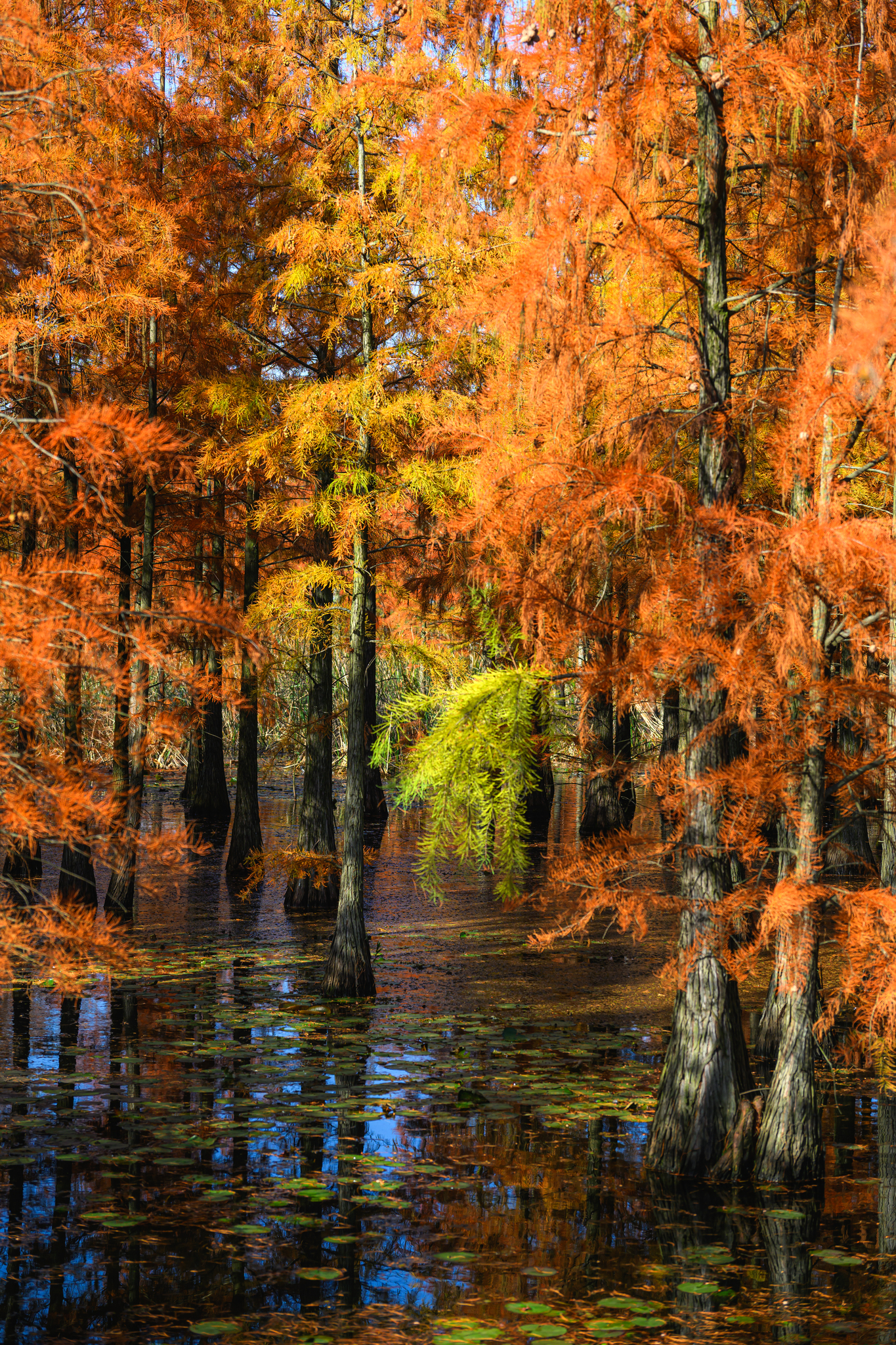 Pond cypress trees are pictured at Chishan Lake National Wetland Park in Nanjing, Jiangsu Province on November 28, 2024. /CFP