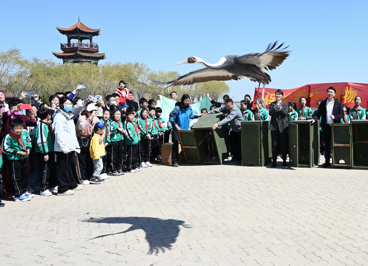 A white-naped crane is cured and released at Cangzhou city wildlife rescue center, Hebei Province, north China, April 8, 2023. /CFP